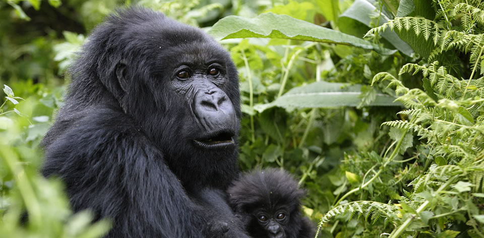 mountain Gorillas