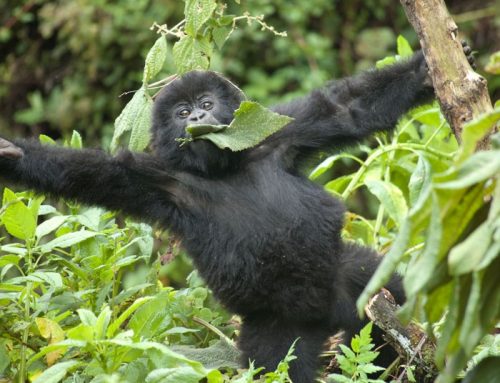 African Gorilla Photography