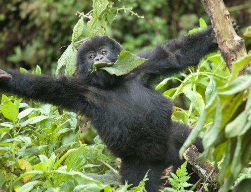 African Gorilla Photography in East and Central Africa