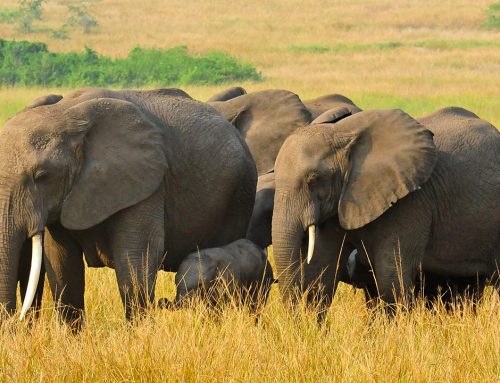Uganda Wildlife Photography Safari