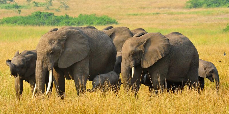 Wildlife Tours Uganda