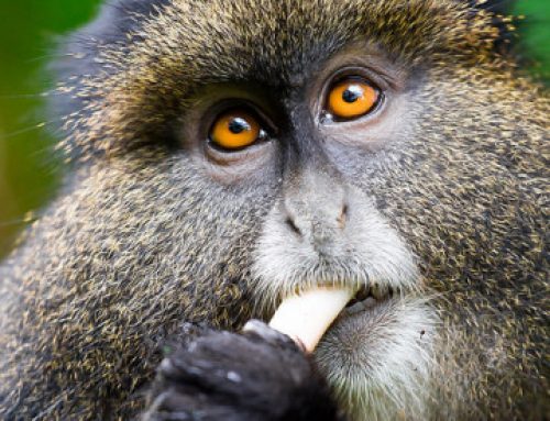 Gorilla Trek Safari and Golden monkeys